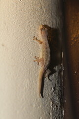 Lepidodactylus lugubris, known as the mourning gecko or common smooth-scaled gecko, is a species of lizard, a gecko of the family Gekkonidae. This photo was taken in Japan.  - obrazy, fototapety, plakaty