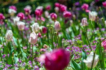 multi colors tulips blooming  in the garden in spring 