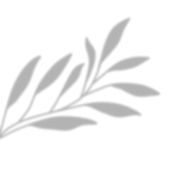 Leaves Shadow Overlay
