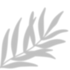 Fototapeta premium Leaves Shadow Overlay