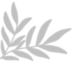 Leaves Shadow Overlay