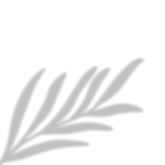 Fototapeta premium Leaves Shadow Overlay