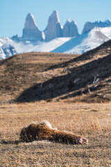 guanaco carcass eaten by puma in the middle of Torres del Paine national park