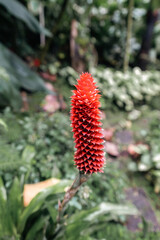 Background of colorful flowers in close-up in the botanical garden of the city of Bogotá