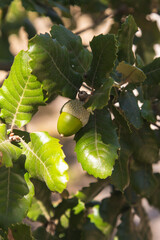 acorns on an oak tree branch in a forest. Closeup oak fruits and leaves on a green background