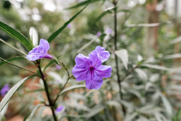 Background of colorful flowers in close-up in the botanical garden of the city of Bogotá