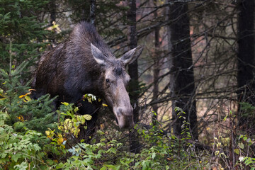 Fototapeta premium Majestic Female Cow Moose on the Move: A Hunting Season Encounter in the Wilderness. Wildlife Photography,
