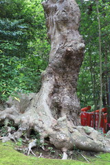 Kashima Shrine in Ibaraki prefecture, Japan