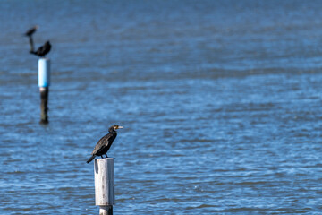 獲物を狙うカワウ