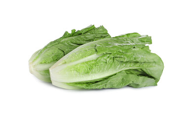 Fresh green romaine lettuces isolated on white