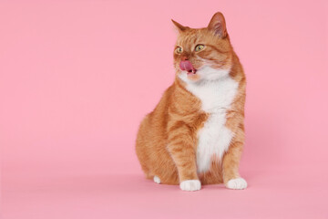 Cute cat licking itself on pink background