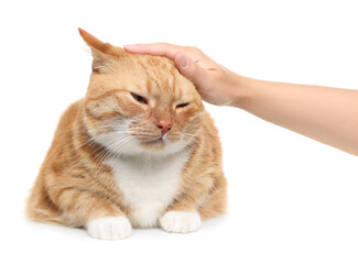 Woman petting cute ginger cat on white background, closeup. Adorable pet