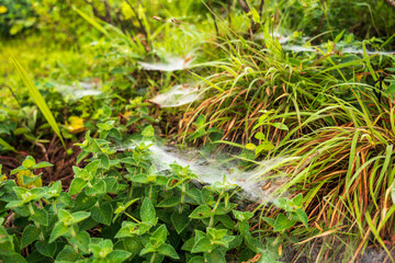 spider web on the grass. Selective focus. High quality photo