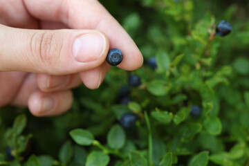 Woman picking up bilberries in forest, closeup. Space for text