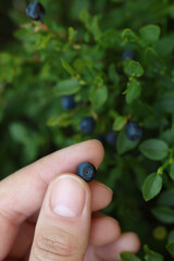 Woman picking up bilberries in forest, closeup