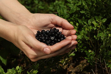 Woman holding bilberries outdoors, closeup. Seasonal berries