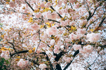 cherry tree blossom