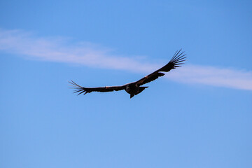 Obraz premium California Condor at Marble Canyon