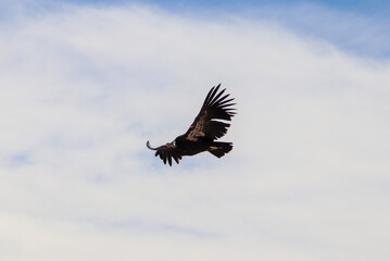 California Condor at Marble Canyon