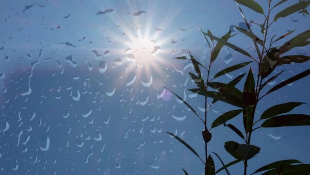 Young tree swaying in blowing wind, sunlight, blue sky,  spring nature, View through wet glass window with raindrops, equinox