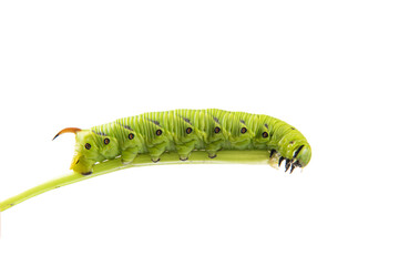 Green tomato caterpillar hornworm isolated on white background.