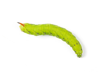Green tomato caterpillar hornworm isolated on white background.
