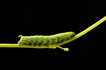 Green tomato caterpillar hornworm isolated on black background.