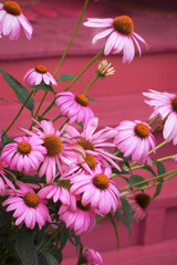 vibrant red and pink pattern of echinacea flowers and porch steps in a monochrome vertical photo
