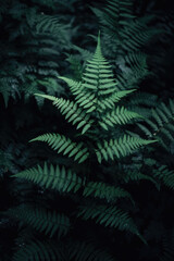 Native fern branches in a dark natural forest, with beautiful green leaves and silver cool cinematic lighting. Dark rainforest, subtropical, close up nature photography of plants and trees