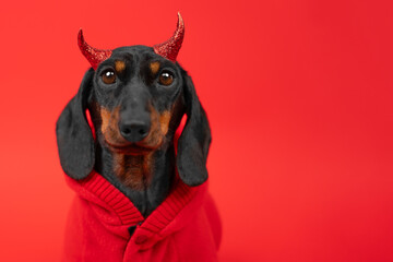 Cheeky dachshund dog with masquerade horns in a red trendy hoodie at an advertising valentine's day party Vivid image of naughty rebel puppy, transitional age of passion, feelings. Love, dating, dates
