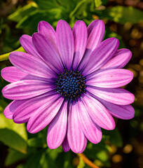 pink daisy flower