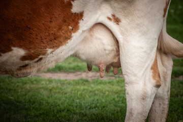 Selective blur on cow udders on a cow walking in a grass pasture in a rural agricultural environment, in a farm specialized milk production and bovine. - obrazy, fototapety, plakaty