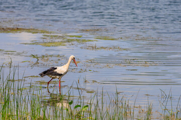 The stork hunts or fishes on the river. Background with selective focus