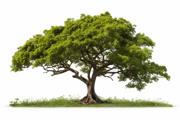 isolated tree with clipping path. Generative AI