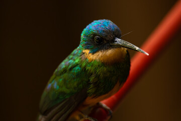 bird