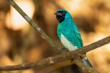 blue bird