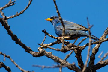 bird on a branch