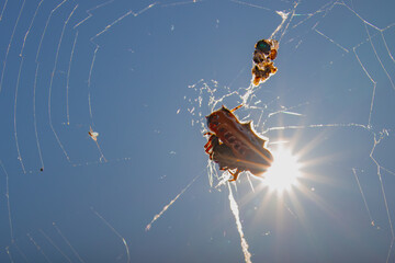 spider and Sun