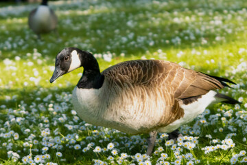 goose on the grass