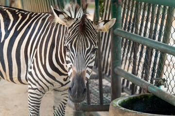 Portrait of a zebra in the city zoo.
Zebras (Hippotigris) are a subgenus of the horse genus, including the species of Burchell's zebra, Grevy's zebra, and mountain zebra. Zebras live in small groups.
