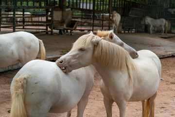 A white Javanese pony brushes the back of another pony with its teeth. Close-up portrait.