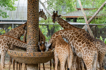 Giraffes have gathered near the feeder at the zoo and are eating.
Male giraffes reach a height of up to 5.5–6.1 m. and weigh up to 900–1200 kg. Females tend to be slightly smaller and lighter.