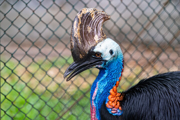 Portrait of a large bird with a growth on its head and a bright blue neck located in a cage at the zoo.
The helmeted cassowary (Casuarius casuarius) is the most common species of the cassowary family.