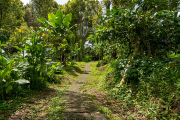 A stone path laid in the jungle among a variety of tropical vegetation. The sun's rays break through the tree crowns.