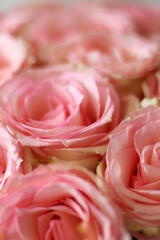 Hermosas rosas de cerca