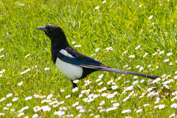 crow on a grass