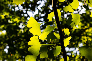 yellow ginko leaves