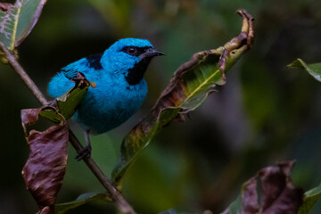 bird on a branch