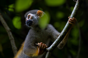 monkey
