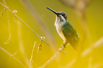 Fototapeta premium hummingbird on a branch